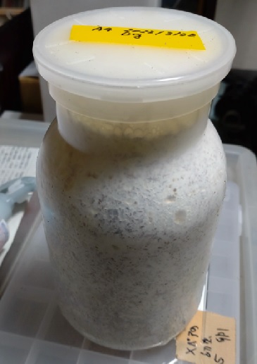 オオクワガタ野外確保-2世代目の幼虫 菌糸ビン1100ｯc（A-4）_2023年4月9日